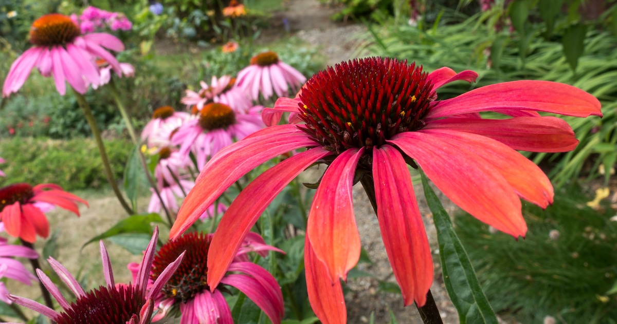 red-echinacea-flowering-english-garden